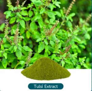 Tulsi Extract