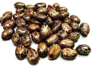 Caster Seeds
