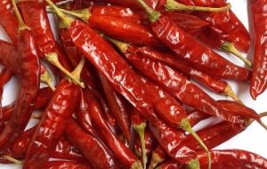 334 Sannam Dry Red Chilli