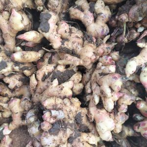 fresh ginger