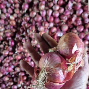 Fresh Red Onion