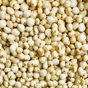 Sorghum Jowar Seeds