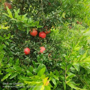 Fresh pomegranate