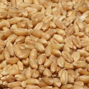 Chandausi Wheat Seeds