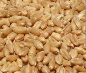 Hybrid Wheat Seeds