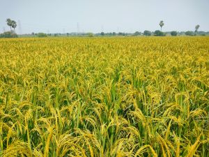 Research Paddy Seeds