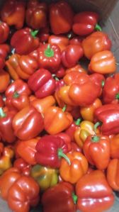 Fresh Red Capsicum