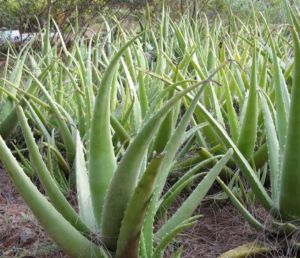 Aloe vera Plants