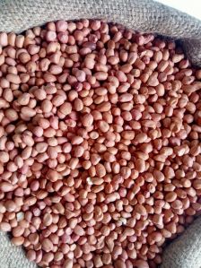 Groundnut Kernel