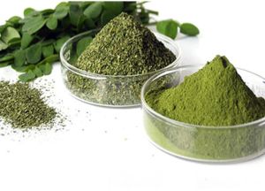 Spray Dried Moringa Leaves Powder