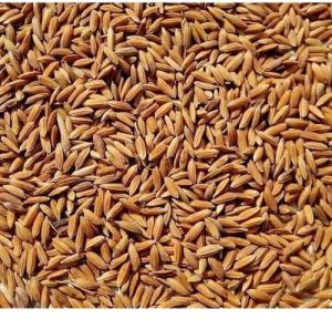 Non Basmati Paddy Seeds