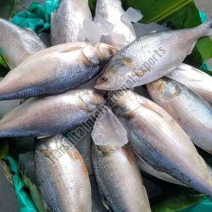 Fresh Godavari Pulasa Fish