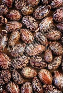 Castor Seeds