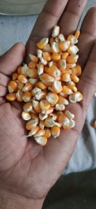 Yellow Maize Seeds