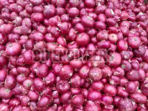 Fresh Red Onion