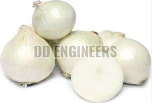 Fresh White Onion