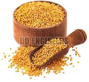 Yellow Mustard Seeds