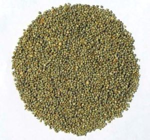 Bajra Seeds