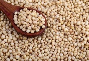 Jowar Seeds