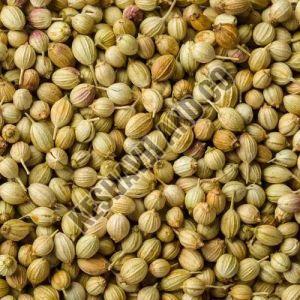 A Grade Coriander Seeds