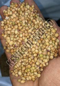 Eagle Coriander Seeds