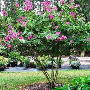 Bauhinia Variegata