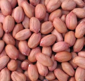 Groundnut Seeds