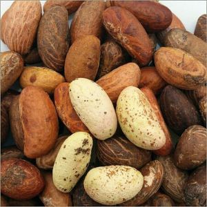 Bitter Kola Nuts