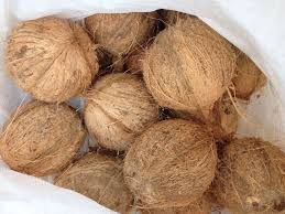 DRY Semi husked Coconut