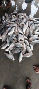 Fresh Hilsa Fish