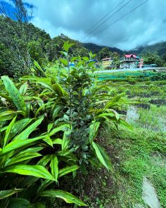 Green Cardamom