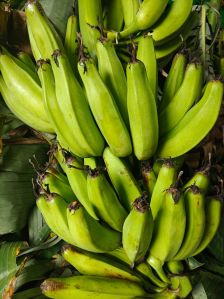 Raw green Bananas