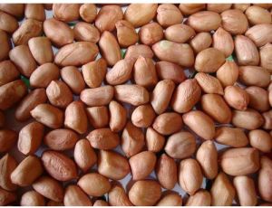 Dried Groundnut Seeds