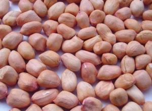 Organic Groundnut Seeds