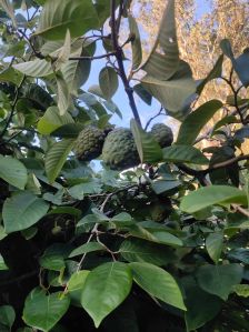 Custard Apple