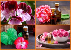 fragrances and essential oils