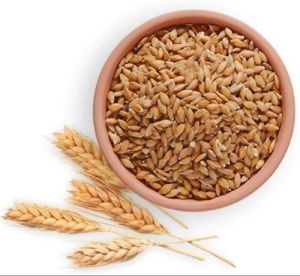 Himalayan Wheat Grain