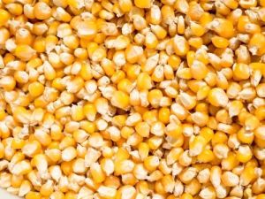 Punjabi Yellow Maize