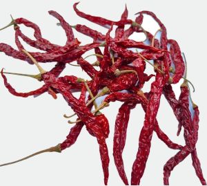 Syngenta 5531 Dry red chilli