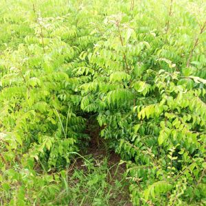 Curry Leaves