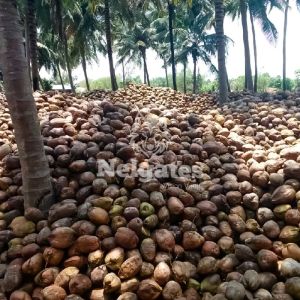 Fully Husked Coconut