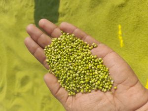 Coriander Seeds