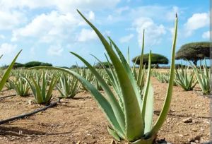 Aloe Vera Leaf