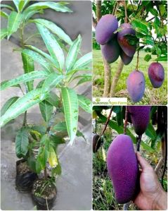 red palmar mango plant