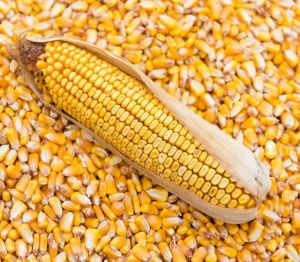 Maize