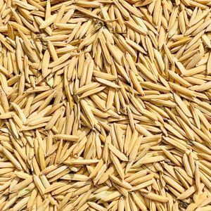 paddy seed