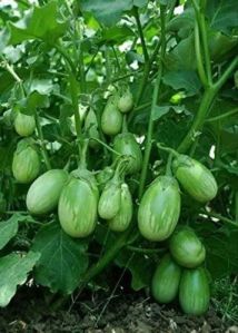NBH-627 Sanjay Brinjal Seeds