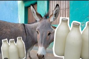 Donkey Milk