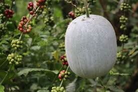 Ash gourd 1