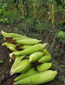 fresh sweet corn